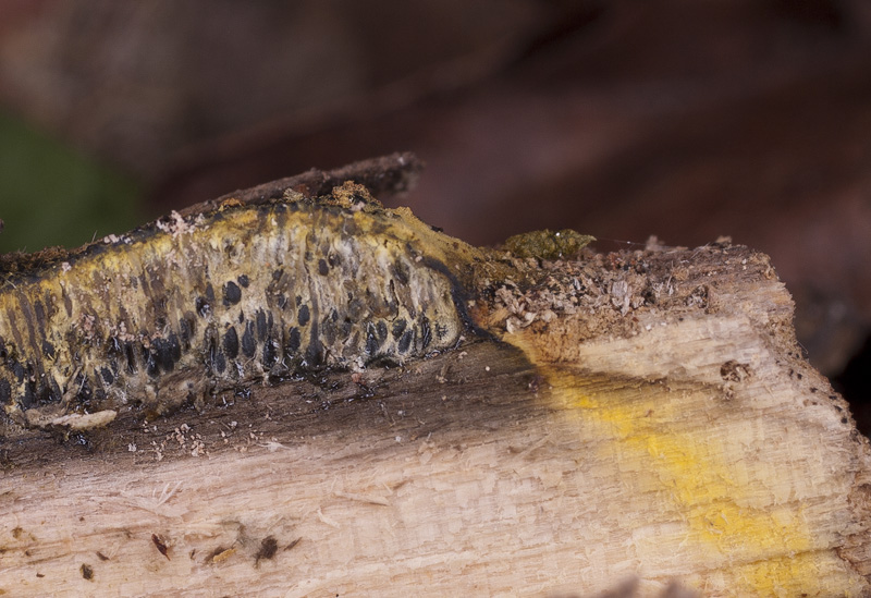 Camaropella lutea